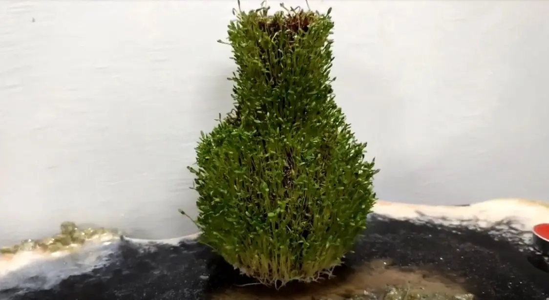 سبزه عید امسالتو روی کوزه سبز کن؛ متفاوت و زیبا