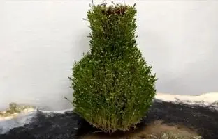 سبزه عید امسالتو روی کوزه سبز کن؛ متفاوت و زیبا