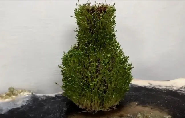 سبزه عید امسالتو روی کوزه سبز کن؛ متفاوت و زیبا