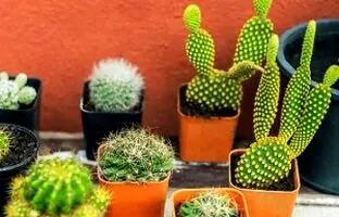 قلق مهم تعویض گلدان هر نوع کاکتوس+ آموزش