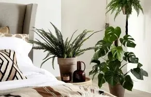 8 گیاه آپارتمانی که به خواب بهتر کمک می کنند