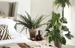 8 گیاه آپارتمانی که به خواب بهتر کمک می کنند