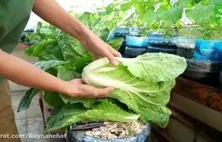 (ویدئو) کاهوی بازاری نخرید؛ به همین سادگی در تراس بکارید و برداشت کنید