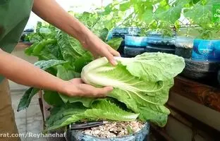 (ویدئو) کاهوی بازاری نخرید؛ به همین سادگی در تراس بکارید و برداشت کنید