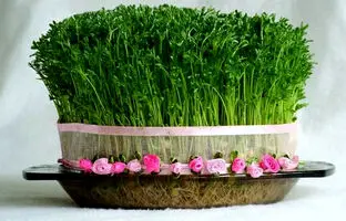 کاشت سبزه عید با هسته خرما برای سال 1403