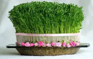کاشت سبزه عید با هسته خرما برای سال 1403