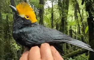 (تصاویر) پرنده‌ زیبایی که ۲۰ سال از چشم‌ها پنهان مانده بود