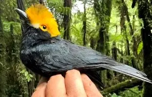 (تصاویر) پرنده‌ زیبایی که ۲۰ سال از چشم‌ها پنهان مانده بود