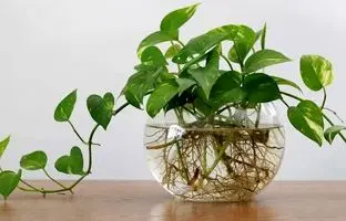 نحوه پرورش گیاهان آپارتمانی بدون نیاز به خاک؛ جالب و کاربردی