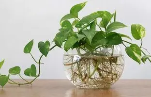 نحوه پرورش گیاهان آپارتمانی بدون نیاز به خاک؛ جالب و کاربردی