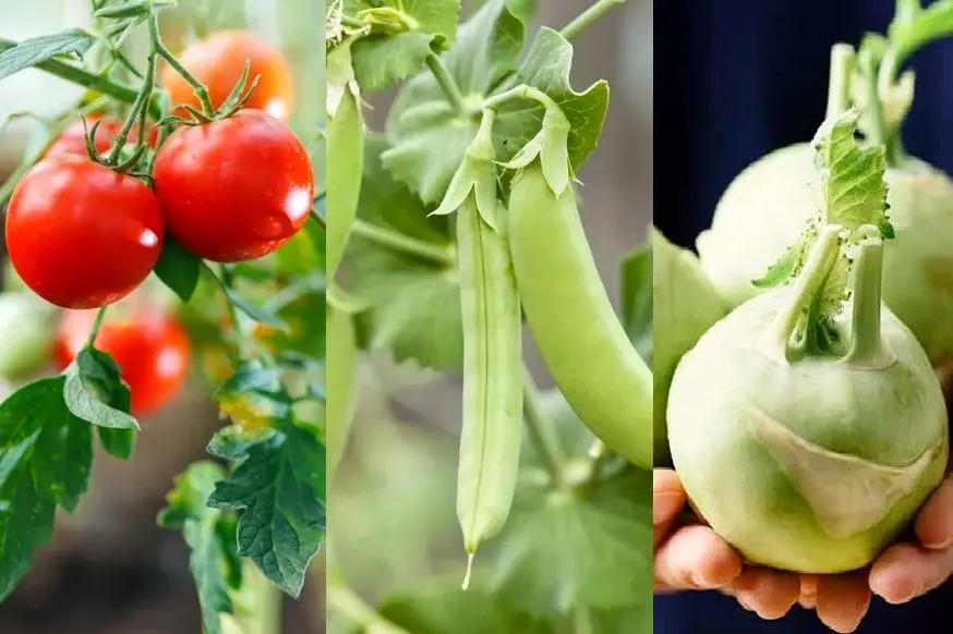 در اسفند ماه چه سبزیجاتی میشه کاشت؟