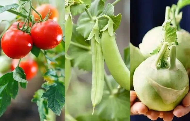 در اسفند ماه چه سبزیجاتی میشه کاشت؟