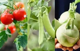در اسفند ماه چه سبزیجاتی میشه کاشت؟