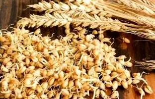 چطور خودمان در خانه جوانه گندم درست کنیم؟ ساده ترین روش