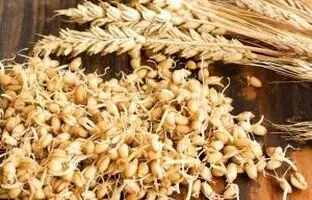 چطور خودمان در خانه جوانه گندم درست کنیم؟ ساده ترین روش