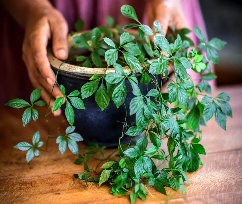 7 گیاه دارویی که به آسانی می توان در منزل پرورش داد