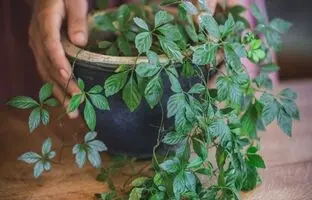 7 گیاه دارویی که به آسانی می توان در منزل پرورش داد