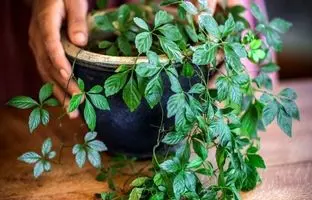 7 گیاه دارویی که به آسانی می توان در منزل پرورش داد