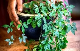 7 گیاه دارویی که به آسانی می توان در منزل پرورش داد