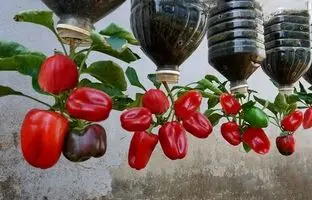 (ویدئو) نحوه کاشت و برداشت ساده فلفل دلمه ای در بطری پلاستیکی