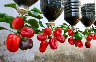 (ویدئو) نحوه کاشت و برداشت ساده فلفل دلمه ای در بطری پلاستیکی