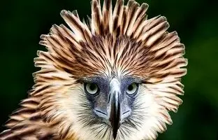 (تصاویر) عقاب فیلیپینی نادر ترین گونه عقاب در جهان