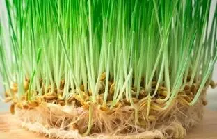 آموزش راحت کاشت سبزه عید گندم؛ گندم چند روزه سبز میشه؟