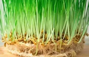 آموزش راحت کاشت سبزه عید گندم؛ گندم چند روزه سبز میشه؟