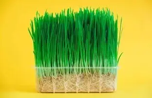 سبزه عید فوری؛ چه دونه ای زودتر سبز میشه؟