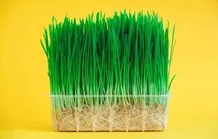 سبزه عید فوری؛ چه دونه ای زودتر سبز میشه؟
