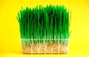 سبزه عید فوری؛ چه دونه ای زودتر سبز میشه؟