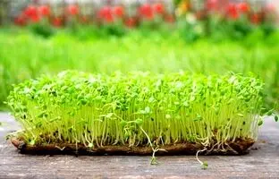 سبزه ماش فوری چند روزه سبز میشه؟ + آموزش سبزه عید