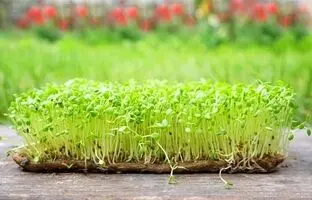 سبزه ماش فوری چند روزه سبز میشه؟ + آموزش سبزه عید