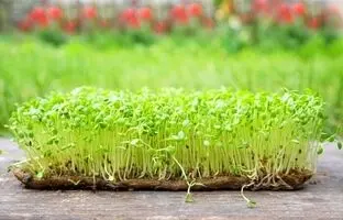 سبزه ماش فوری چند روزه سبز میشه؟ + آموزش سبزه عید