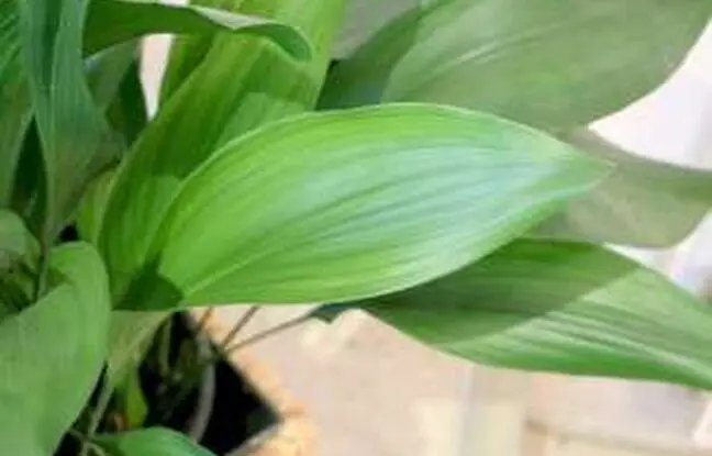 همه چیز درباره پرورش و مراقبت از برگ عبایی + آفات