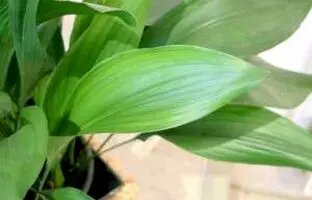 همه چیز درباره پرورش و مراقبت از برگ عبایی + آفات