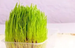 در نگهداری از سبزه عید، هرگز این اشتباهو نکن