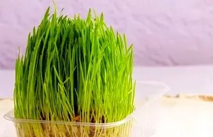 در نگهداری از سبزه عید، هرگز این اشتباهو نکن