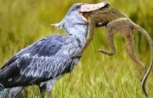 پرنده‌ای قاتل هم قد انسان/ کروکودیل‌ می‌خورد و خواهر و برادرش را می‌کشد!