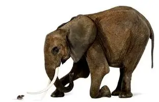 فیل از موش می‌ترسد؟