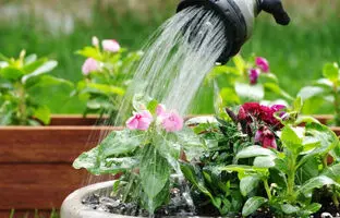 روش‌های خلاقانه و کاربردی برای آبرسانی به گیاهان در هنگام سفر