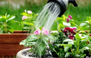روش‌های خلاقانه و کاربردی برای آبرسانی به گیاهان در هنگام سفر
