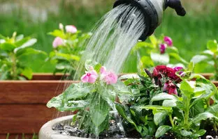 روش‌های خلاقانه و کاربردی برای آبرسانی به گیاهان در هنگام سفر