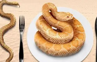 چرا کارشناسان مصرف گوشت مار را توصیه می کنند؟ پرورش راحت با طعمی شبیه گوشت مرغ!