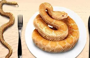 چرا کارشناسان مصرف گوشت مار را توصیه می کنند؟ پرورش راحت با طعمی شبیه گوشت مرغ!