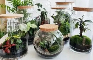 7 گیاه مناسب نگهداری در تراریوم برای مبتدی ها