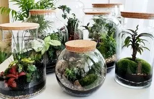 7 گیاه مناسب نگهداری در تراریوم برای مبتدی ها