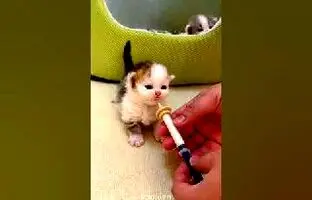 (ویدئو) روش جالب برای شیر دادن به بچه گربه