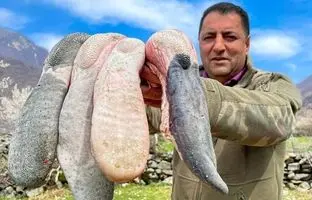 (ویدئو) نحوه پخت یک غذای سنتی با 2 کیلوگرم زبان گاو توسط آشپز مشهور آذربایجانی