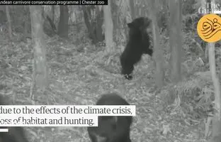 (ویدئو) خرس کمیاب پدینگتون پس از ۶۰ سال دیده شد